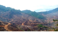 Rừng vẫn "chảy máu": Phá gần 100 ha rừng để trồng cây keo lai