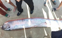 Cá Mái chèo dài gần 4 m dạt vào bờ biển ở Lâm Đồng, người hiếu kỳ vây quanh