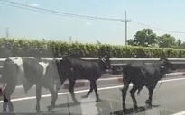 Đã rõ lý do vì sao 4 con bò đi vào cao tốc TP HCM - Long Thành - Dầu Giây