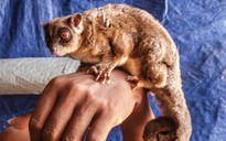 Sinh vật "tuyệt chủng 6.000 năm" tái xuất ở Đông Nam Á