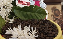 Giá cà phê hôm nay 3-3: Bật tăng dữ dội