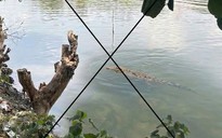 Thông tin lan truyền “cá sấu xuất hiện trên sông Chắc Băng”: Tạo ảnh bằng AI để mẹ dọa em gái!