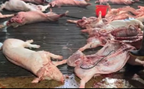 Nhức nhối heo bệnh tuồn ra thị trường, Thủ tướng chỉ đạo chấn chỉnh kiểm soát giết mổ