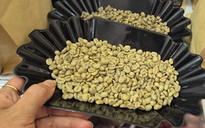 Giá cà phê hôm nay 4-3: Quay đầu giảm, Trung Quốc tăng mua cà phê