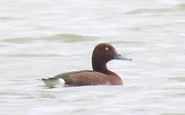 Lần đầu phát hiện 4 loài chim lạ, quý hiếm ở Vườn quốc gia Phong Nha - Kẻ Bàng