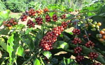 Giá cà phê hôm nay 5-3: Quay đầu tăng, hỗ trợ thích ứng xanh ngành cà phê cho cộng đồng yếu thế