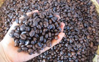 Giá cà phê hôm nay 6-3: Tăng tiếp, giá cà phê xuất khẩu vẫn hơn 4.000 USD/tấn