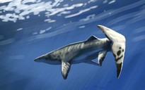 Thủy quái dài 9 mét xuất hiện giữa mỏ phốt phát