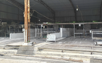 Cán bộ kiểm dịch thú y "vòi tiền" tiếp tay tiêu thụ 3.600 con heo bệnh