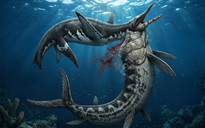 Mỹ: Xà đầu long 80 triệu tuổi lộ diện với "vật lạ" trong cổ