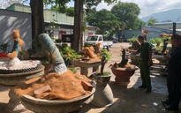 Vụ xử phạt, tịch thu 42 gốc mai vàng "không giấy tờ" ở Côn Đảo: Yêu cầu làm rõ nguồn gốc