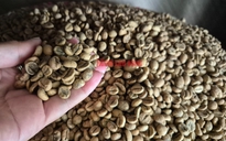 Giá cà phê ngày 10-4: Robusta và Arabica cùng giảm