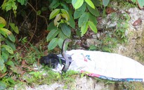 Rắn hổ mang chúa dài 2,6 m bò vào nhà dân