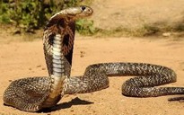 Rắn hổ mang chúa, tê tê bò vào vườn nhà dân ở Lâm Đồng