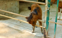 Ngựa lùn Cacao khỏe mạnh sau 1 tháng tuổi tại Thảo Cầm Viên