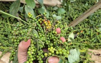 Một doanh nghiệp xuất khẩu hồ tiêu bị lừa đảo mất gần 16 tỉ đồng tại Pakistan