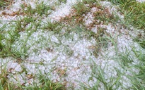 CLIP: Mưa đá dồn dập ở vùng cao Quảng Ngãi, phủ trắng mặt đất 