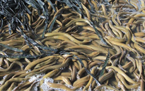 Chủ tịch Hội Nông dân TP Cần Thơ nói gì việc 4.000 tấn lươn quá lứa hiện chưa được tiêu thụ?