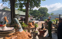 Vụ trả lại 21 cây mai ở Côn Đảo: Luật sư nhận định gì?