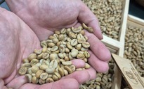 Giá cà phê hôm nay 20-4: Robusta vào vụ tại Indonesia, Brazil nối bước
