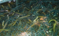 Sau Cần Thơ, đến lượt Cà Mau "bí" đầu ra lươn nuôi