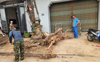 Lý do hàng chục cây xanh vỉa hè ở Huế bị chặt hạ, bới gốc
