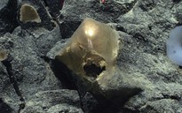 DNA “trứng vàng ngoài hành tinh” ở Thái Bình Dương hé lộ sự thật