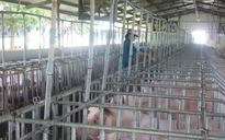 Giá heo hơi hôm nay, 27-4: Các vùng miền đều tăng