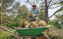 Sầu riêng lại rớt giá