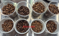 Giá cà phê hôm nay 29-4: Bất ngờ tăng, ông lớn cà phê Trung Quốc khuấy động thị trường