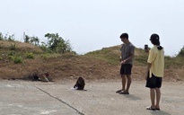 Nhiều du khách bị khỉ cắn tại bãi biển Đắk Lắk