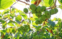 Loài cây dại ở châu Á có thể là khắc tinh của ung thư phổi