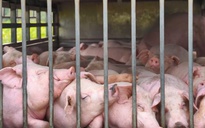 Phát hiện xe ô tô chở 100 con heo nhiễm dịch tả heo châu Phi
