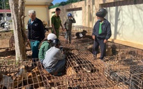 Bắt tạm giam 2 đối tượng trộm hàng chục con chó