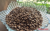 Giá cà phê hôm nay 8-4: Cả hai sàn đỏ lửa, Robusta xuống đáy 8 tháng