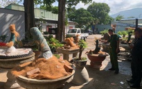 Vụ 42 cây mai vàng không rõ nguồn gốc: Hạt Kiểm lâm Côn Đảo thông tin chính thức