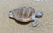 Rùa biển chết trôi dạt vào khu vực Bãi Sau, Vũng Tàu