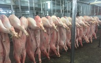 Giá heo hơi hôm nay, 17-5: Chợ đầu mối giảm đáng kể