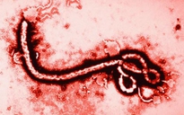 WHO nâng mức cảnh báo dịch Ebola lên khẩn cấp, Bộ Y tế lên tiếng
