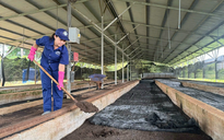 Học Bác tinh thần trách nhiệm, sáng tạo