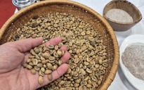 Giá cà phê hôm nay  5-5: Qua đỉnh giá, xuất khẩu cà phê nhiều, tiền về vẫn giảm