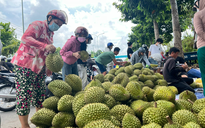 Siết chặt quản lý chất lượng sầu riêng