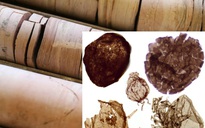Đào mỏ, loạt sinh vật từ thế giới 1,7 tỉ năm trước lộ diện