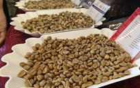 Giá cà phê hôm nay 16-6: Chuỗi tăng kéo dài, điều gì đang xảy ra?