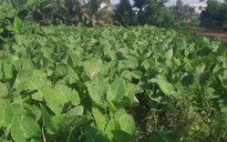 Vùng nông nghiệp xanh giữa cù lao Rùa