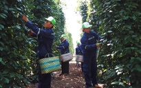 Khoác "áo mới" cho hạt tiêu Việt