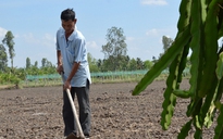 Nông dân Tiền Giang, Long An đổ xô trồng thanh long