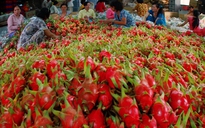 Thanh long ở ĐBSCL cháy hàng