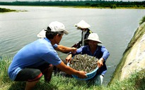 Thương lái Trung Quốc ồ ạt thu gom tôm nguyên liệu