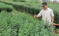 Miền Trung mất mùa hoa Tết